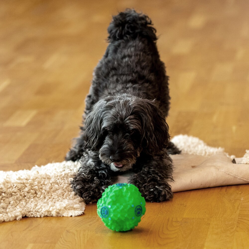 dog activity ball