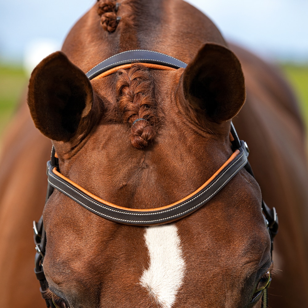 Grackle bridle  Harlow Fairfield®