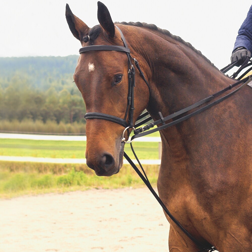 Draw reins  Feniton Fairfield®