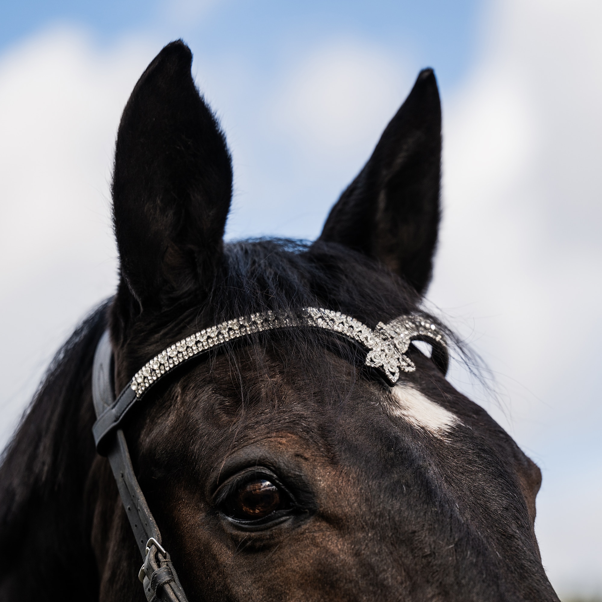 Browband  Ardfield Fairfield®