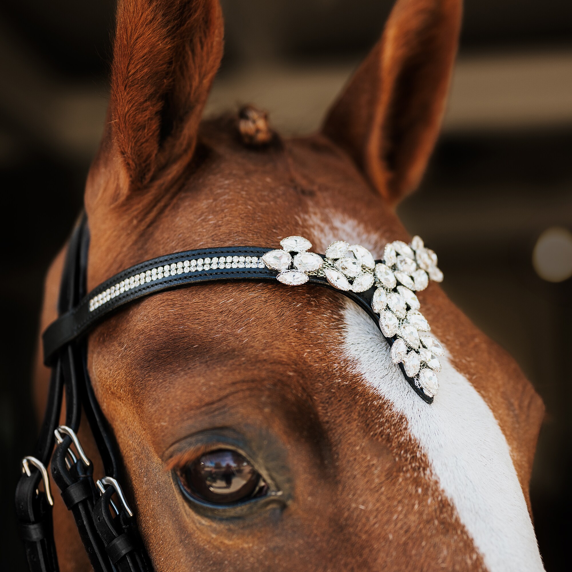 Browband  Courbette CRW®