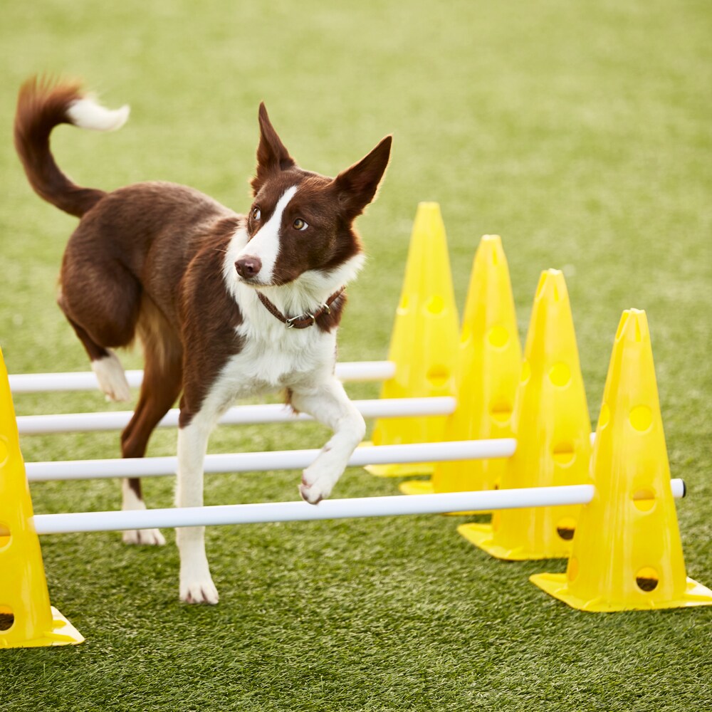 Dog agility outlet cones with holes